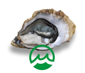 Refined Oysters Marennes-Oleron