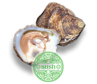 Flat Oyster Irish Oysters