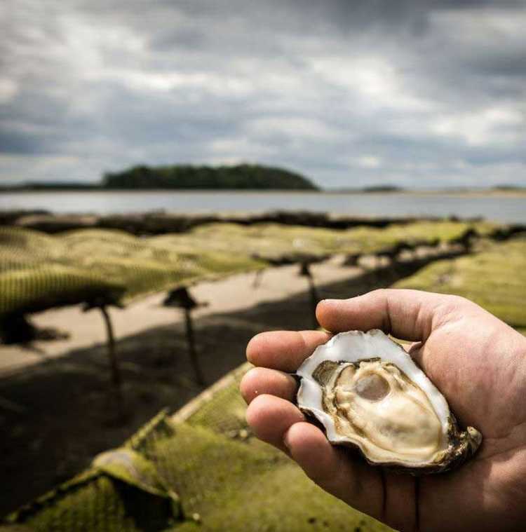 les huîtres Cocollos huîtres Marennes Oléron et huîtres irlandaises