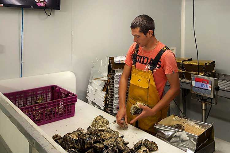 les huîtres Cocollos production et élevage d''huîtres Marennes-Oléron et Spéciales et Plates d'Irlande