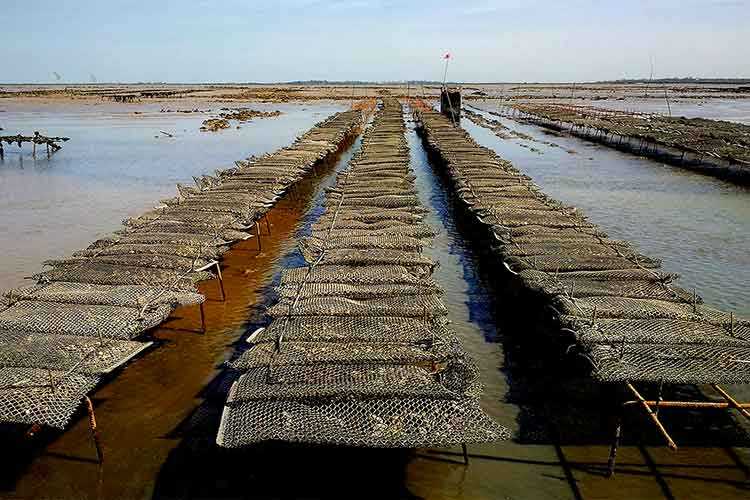 les huîtres Cocollos production et élevage d''huîtres Marennes-Oléron et Spéciales et Plates d'Irlande