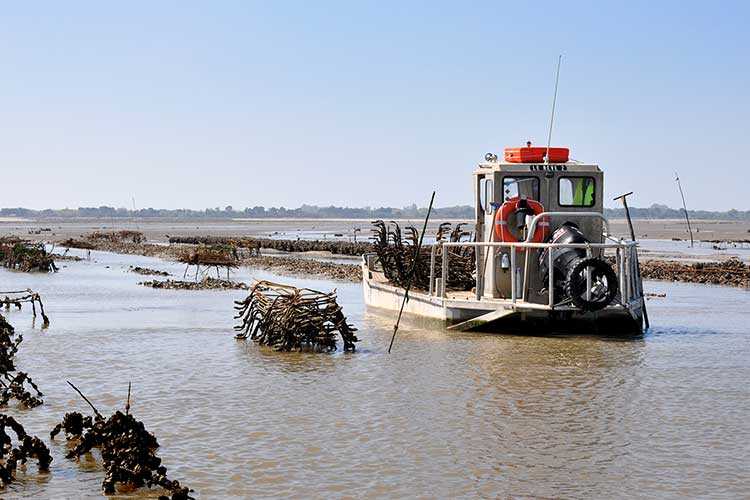 les huîtres Cocollos production et élevage d''huîtres Marennes-Oléron et Spéciales et Plates d'Irlande