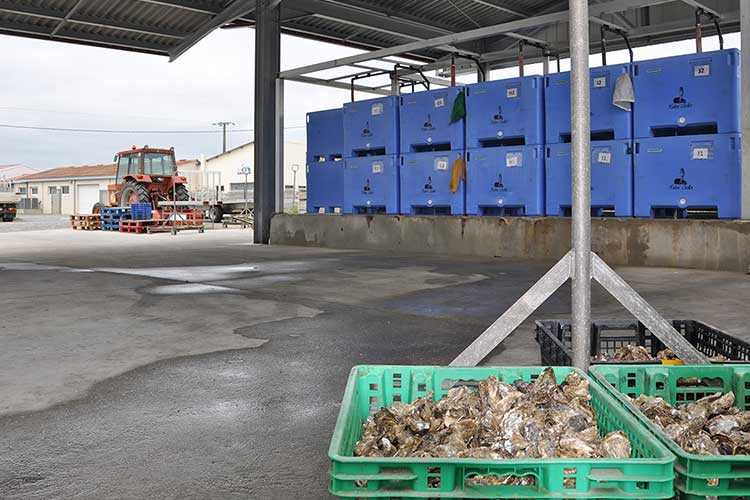 les huîtres Cocollos production et élevage d''huîtres Marennes-Oléron et Spéciales et Plates d'Irlande