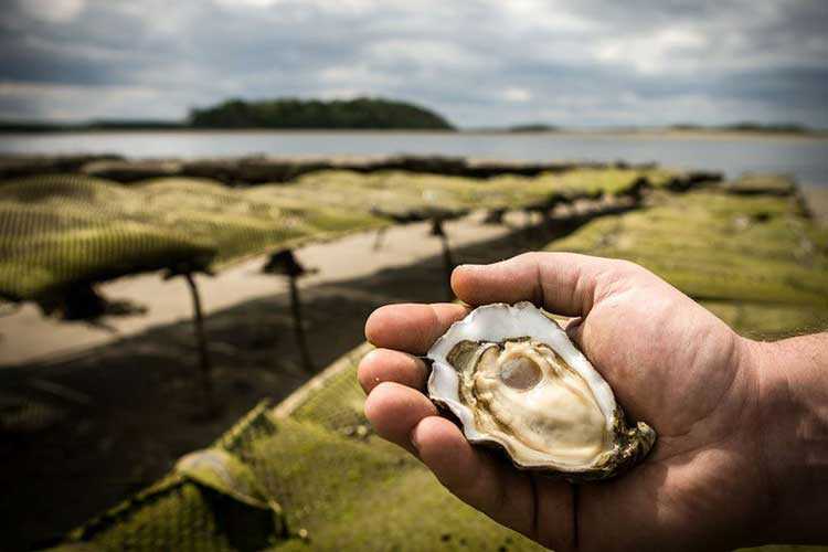 les huîtres Cocollos production et élevage d''huîtres Marennes-Oléron et Spéciales et Plates d'Irlande