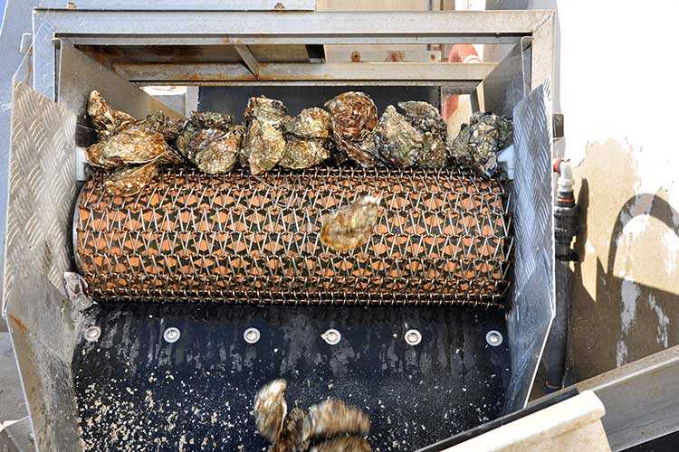 les huîtres Cocollos production et élevage d''huîtres Marennes-Oléron et Spéciales et Plates d'Irlande