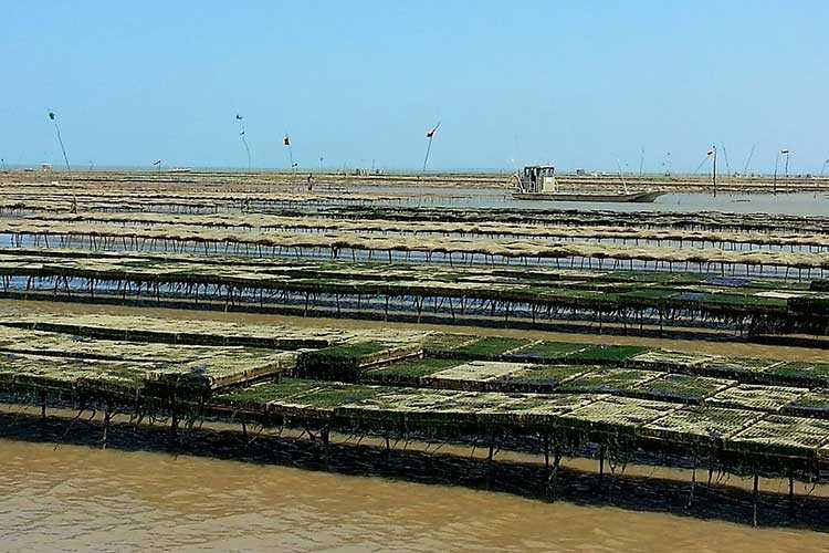 Les Huîtres Cocollos, c’est aussi une affaire de famille et chacun y participe